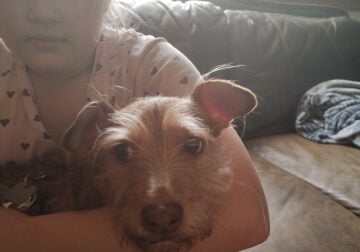 Free Scottish Terrier