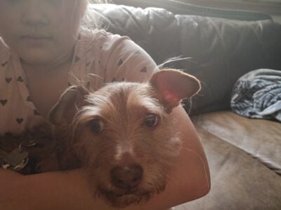 Free Scottish Terrier