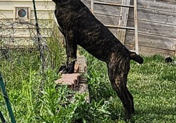 Cane corso puppies