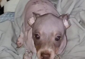 American Hairless Terrier Boy 01