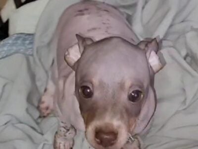 American Hairless Terrier Boy 01