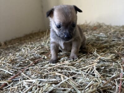 Chihuahua pups