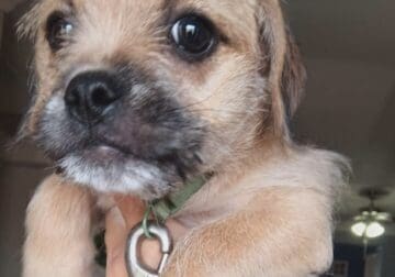 Adorable Pug-Yorkie Mix Puppy Seeks Loving Forever