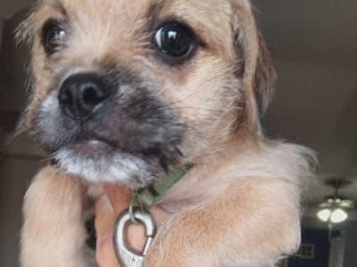 Adorable Pug-Yorkie Mix Puppy Seeks Loving Forever