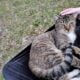 Elisha: Cat for Adoption