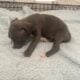 Puppies looking for a good home
