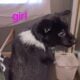 Belgian Malinois & Border Collie mixed puppies