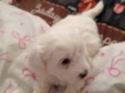 puppy for sale