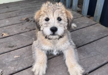 Soft coated Wheaten Terrier mix