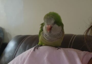 Selling quaker parrot
