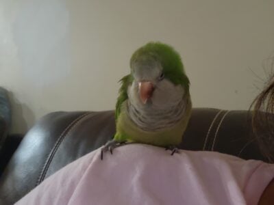 Selling quaker parrot