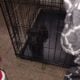 Cane corso female