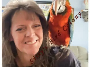 Absolutely the Sweetest Harlequin Macaw