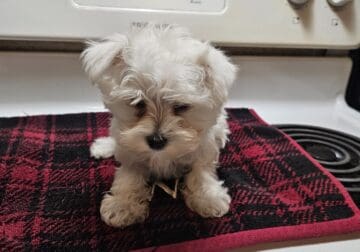 Rare tcup and mini size schnauzers ready to go