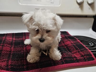 Rare tcup and mini size schnauzers ready to go