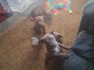 Cute pit pups
