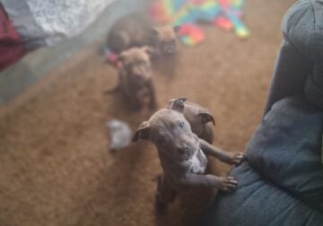 Cute pit pups