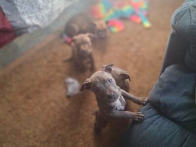 Cute pit pups