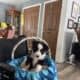 Mini Aussie puppies
