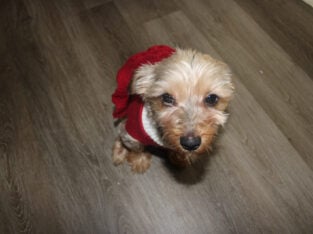 Pure Bred Yorkie