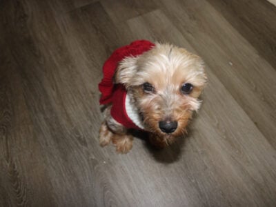 Pure Bred Yorkie