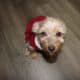 Pure Bred Yorkie