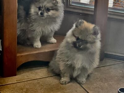 AKC Pomeranian