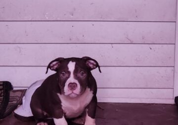 American Bully puppies