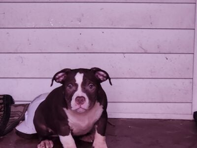 American Bully puppies