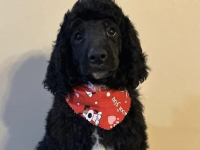 Standard Poodle Pups