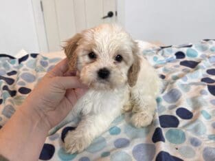 Cavapoo Puppy Available