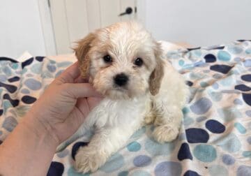 Cavapoo Puppy Available