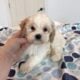 Cavapoo Puppy Available