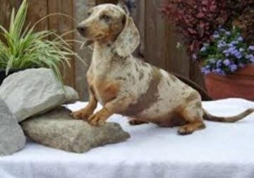 Dachshund young adult
