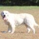 Goldendoodles