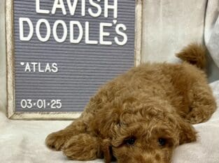 Atlas Mini Goldendoodle