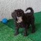 AKC Moyen Standard Poodles