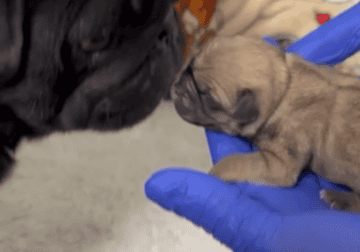 Chihuahua Pug (chug)