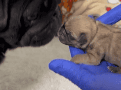 Chihuahua Pug (chug)