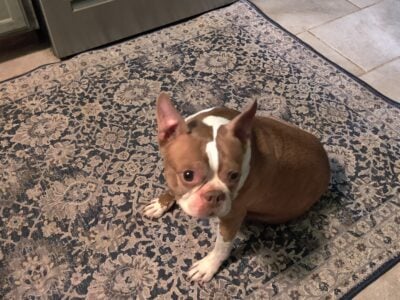 Boston terrier
