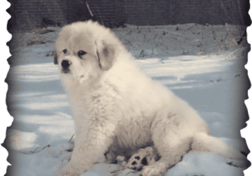 AKC Male and Female puppies