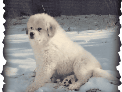 AKC Male and Female puppies