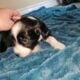 Aussie doodle puppies-7 weeks old