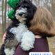 Bernedoodle Puppies (F1b)