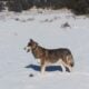 Wolf Hybrid