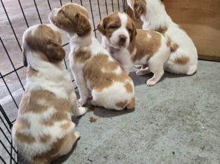 Akc Brittany’s Ready 4-14-2025