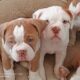 Olde English Bulldogge
