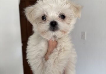 MaltiPoo pup