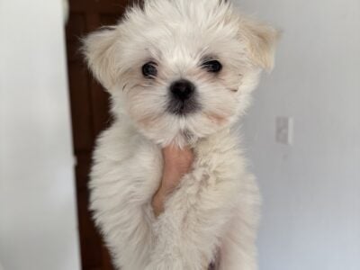 MaltiPoo pup