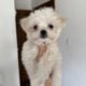 MaltiPoo pup